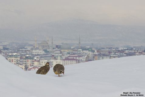 Safarinin en’leri belli oldu